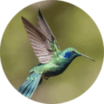 蜂鳥，藥輪北方的代表動物